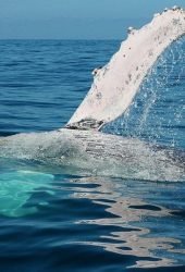 whale-watch-puerto-vallarta.jpg